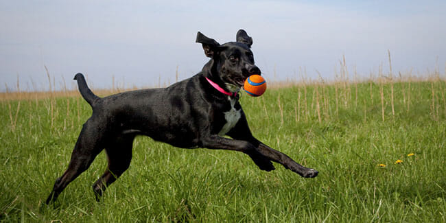 Do Pet Trackers Monitor Pet Activity