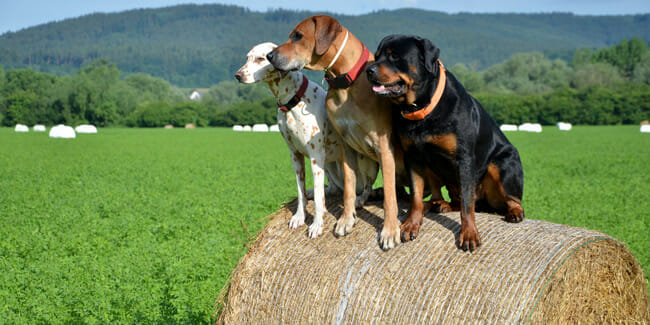 How Long Can A Pet Tracker Last